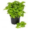 BASIL POT