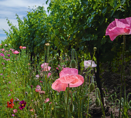 Good for the planet and the palate: Sustainable wine