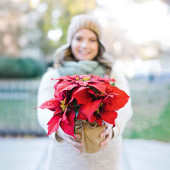 How to keep your festive houseplants alive for longer