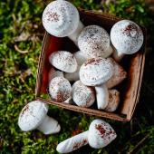 Meringue mushrooms