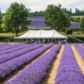Where to go in the UK for a picnic with a view