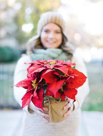 How to keep your festive houseplants alive for longer