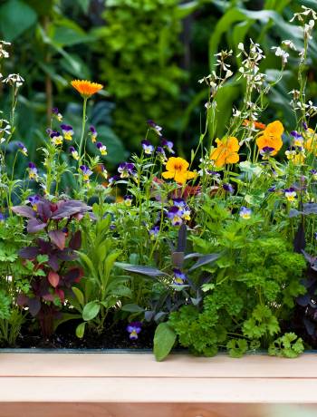 How to grow an edible flower patch