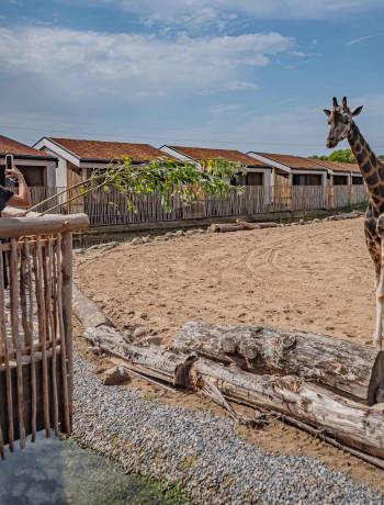 Staycation: sleep alongside the animals at The Reserve at Chester Zoo