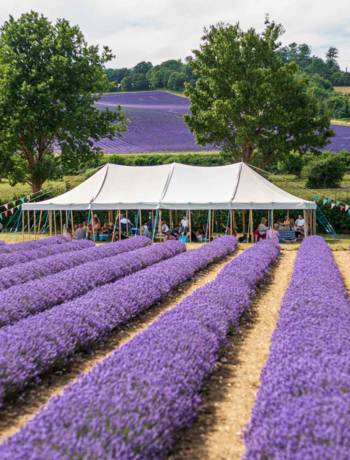 Where to go in the UK for a picnic with a view