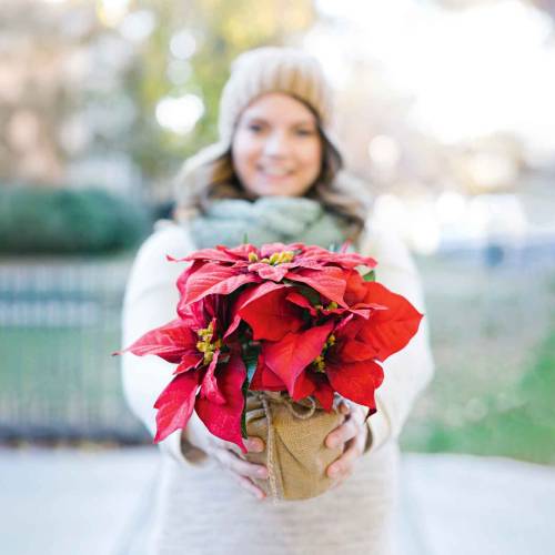 How to keep your festive houseplants alive for longer