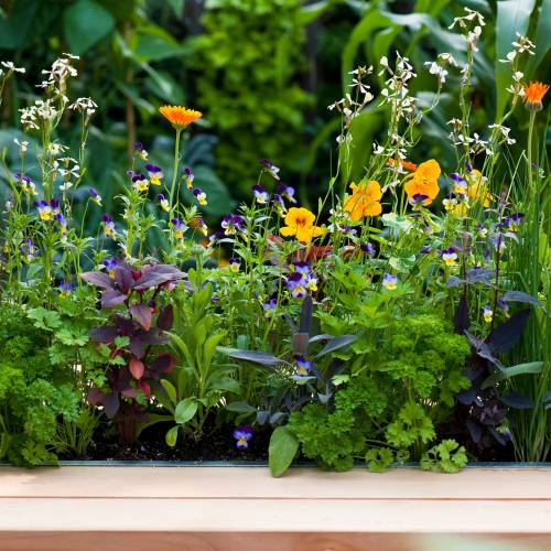 How to grow an edible flower patch