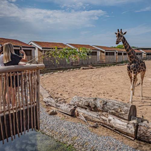 Staycation: sleep alongside the animals at The Reserve at Chester Zoo