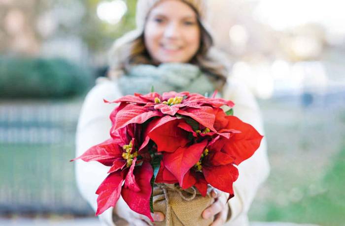 How to keep your festive houseplants alive for longer