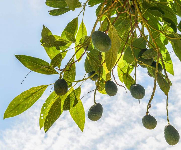Ripe for the picking: avocado farming on the Spanish coast
