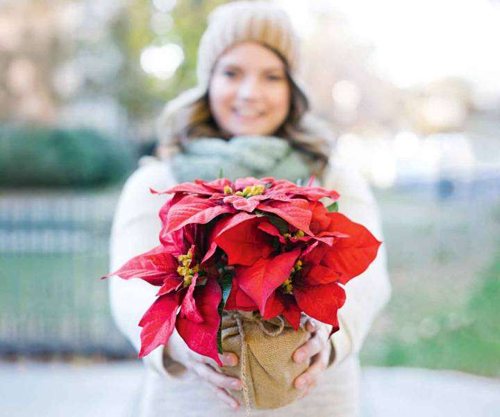 How to keep your festive houseplants alive for longer