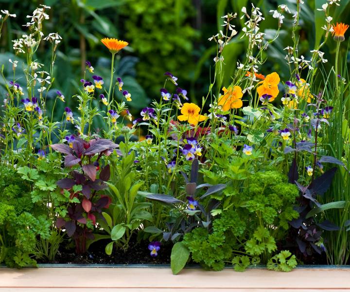 How to grow an edible flower patch