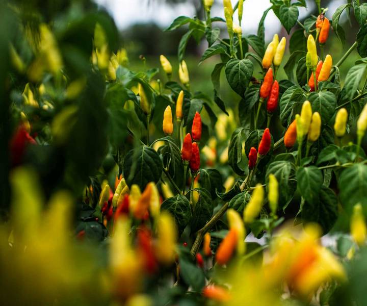 Some like it hot: the 150 year history of Tabasco