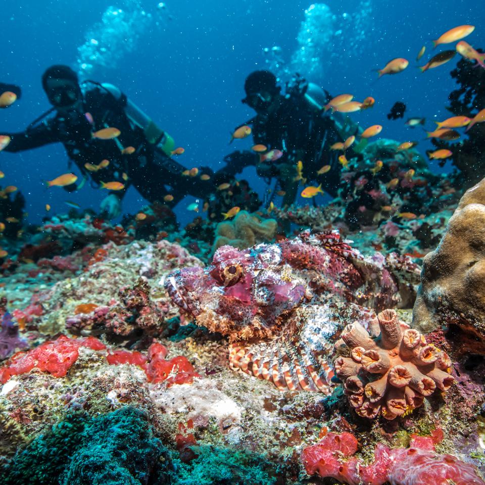 Snorkelling with the ‘brightly coloured fish’