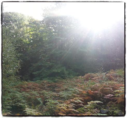 boar-woodland.jpg