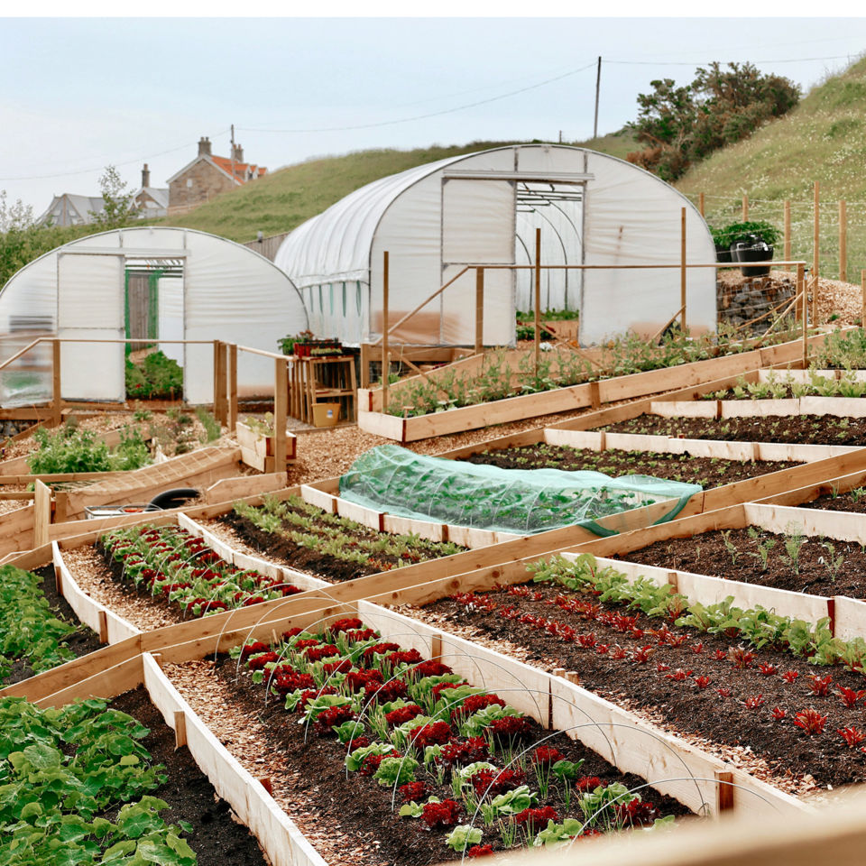The 'small but crucial' kitchen garden