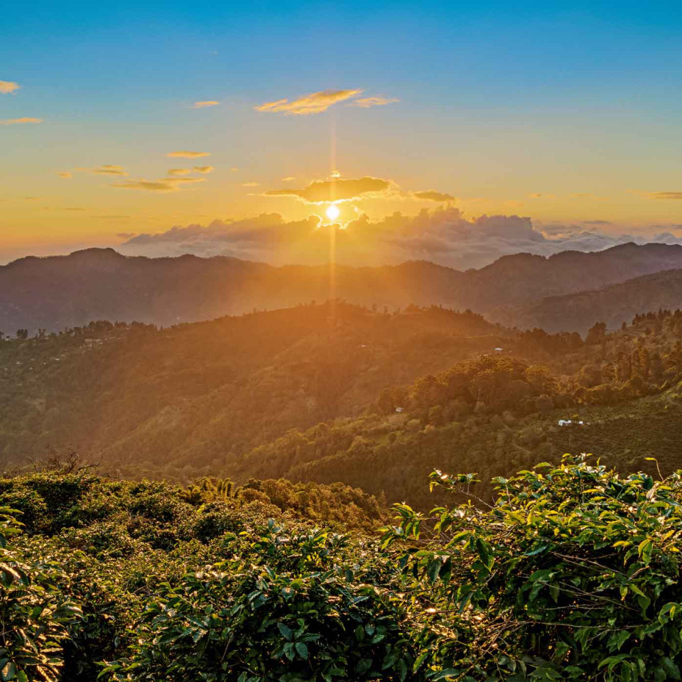Jamaica's lush Blue Mountains