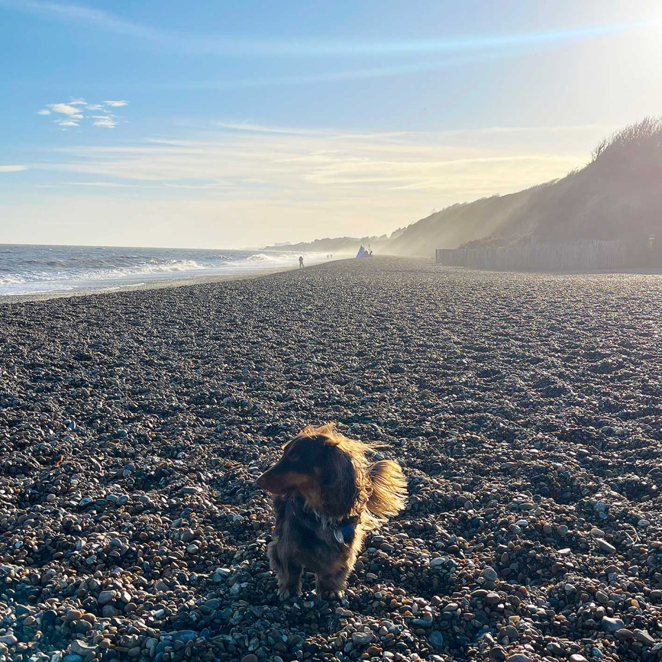 Alfie on Dunwich Beach