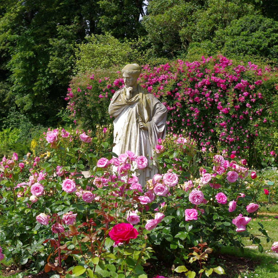 Beautiful blooms in the Parc du Thabor’s rose gardens