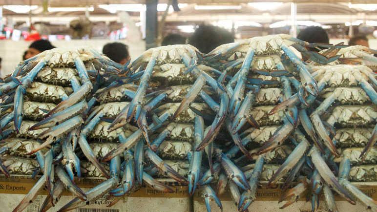 compressed_P2182546crabs772.jpg