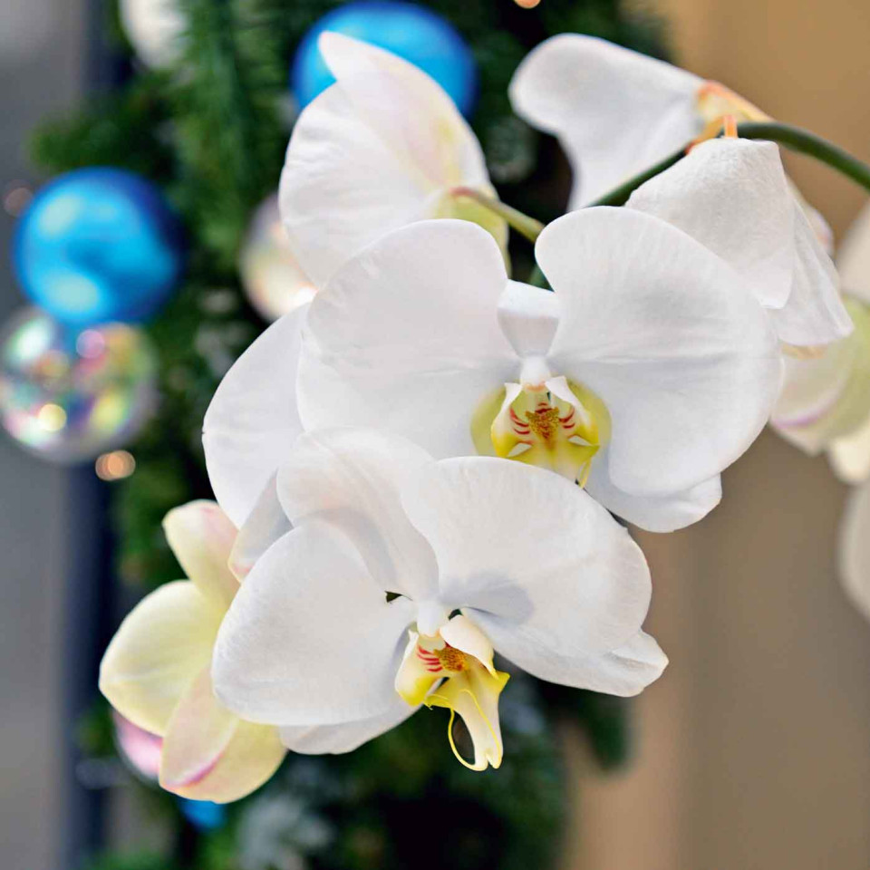 Moth orchid.  Image: Getty Images