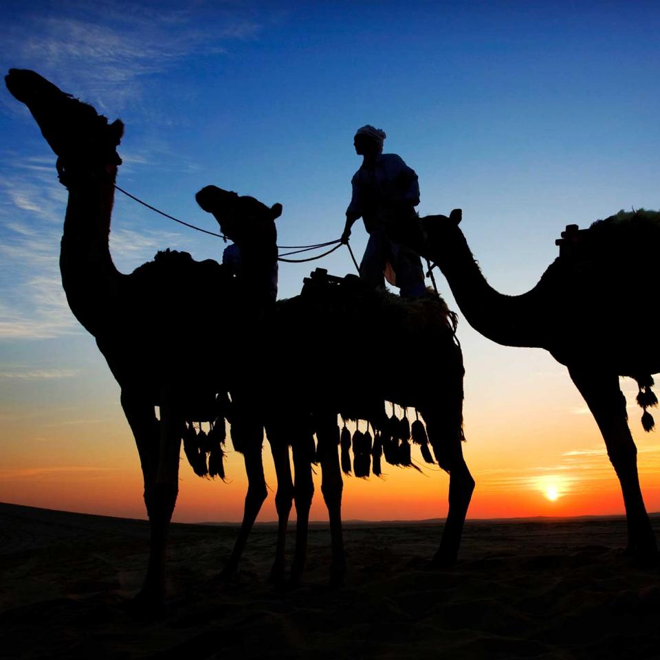Camels-at-Sunset