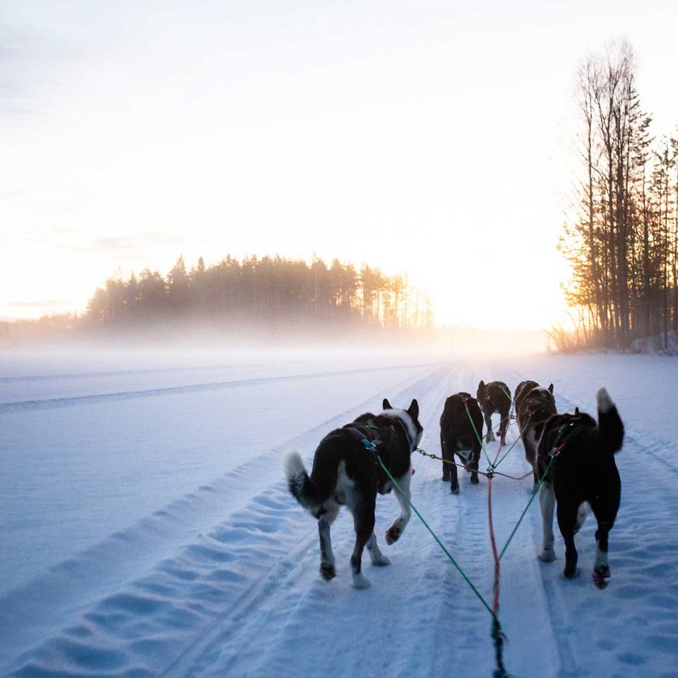 Enthusiastic huskies. Image: Duncan Nicol Robertson