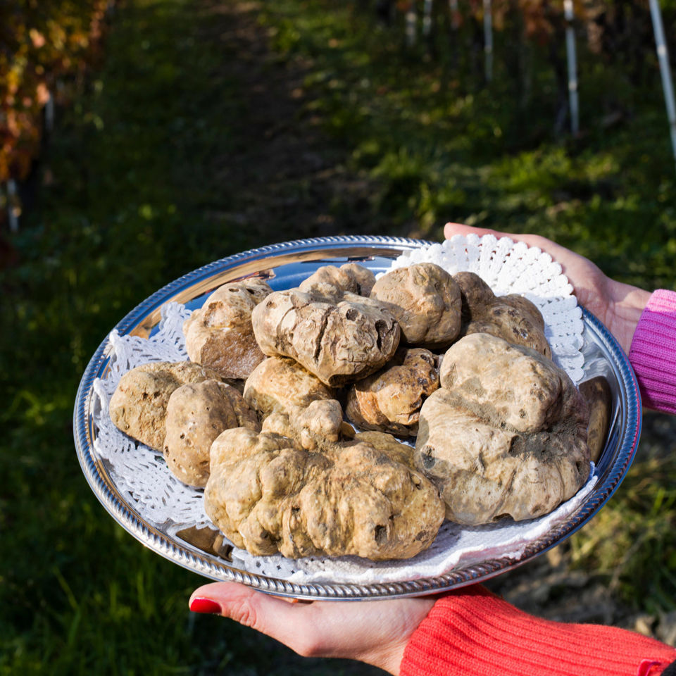 A plate of prized white truffles