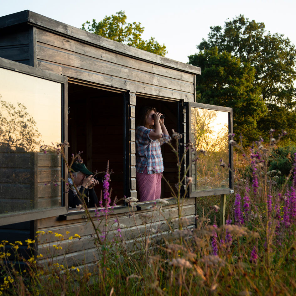 Coombeshead Rewilding beaver hide