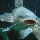 catfish.jpg