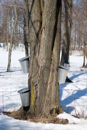 mapletree.jpg