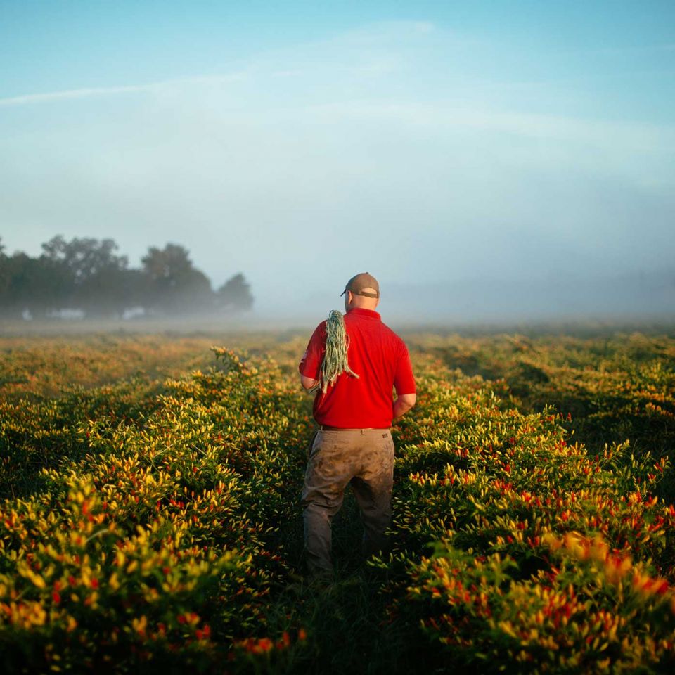The five-year process of making Tabasco starts in the pepper fields