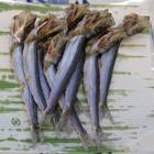 Dried-fish-for-sale-Nishiki-kojo-market-Kyoto.jpg