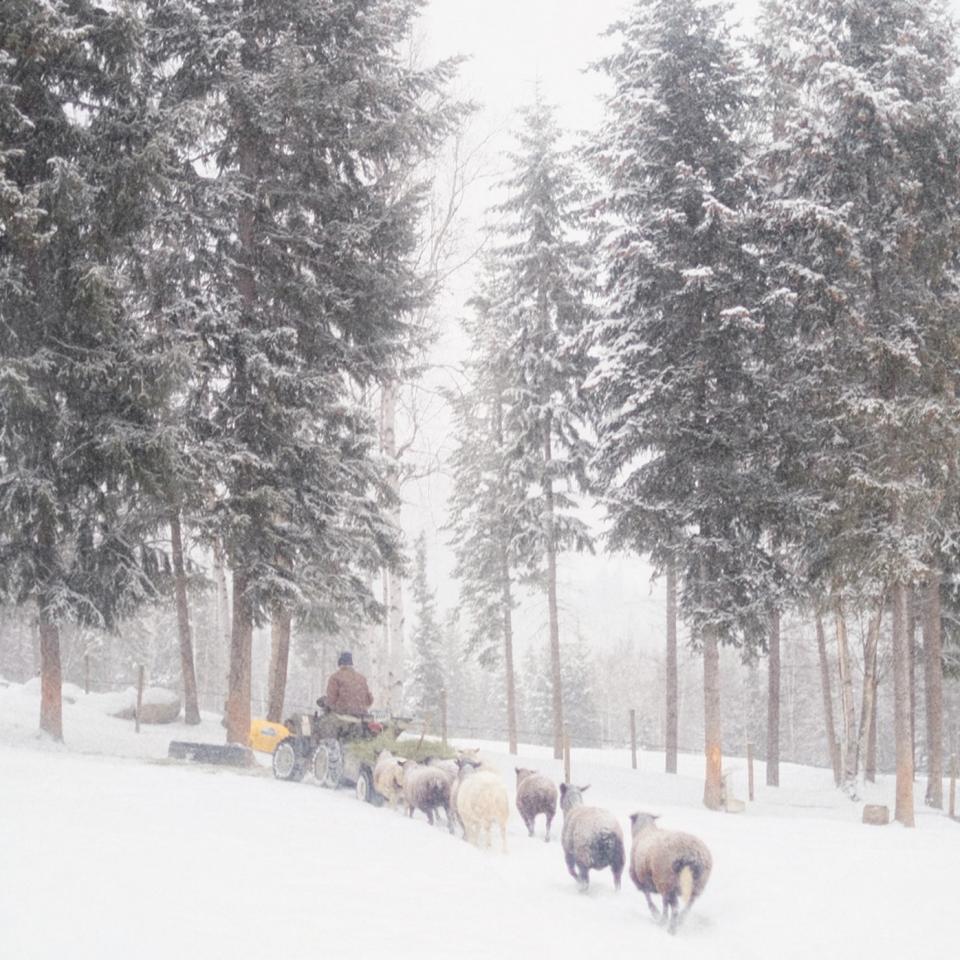 Sheep