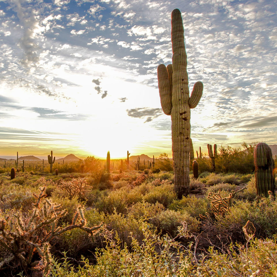 Usery Mountain Park. Image: Visit Mesa