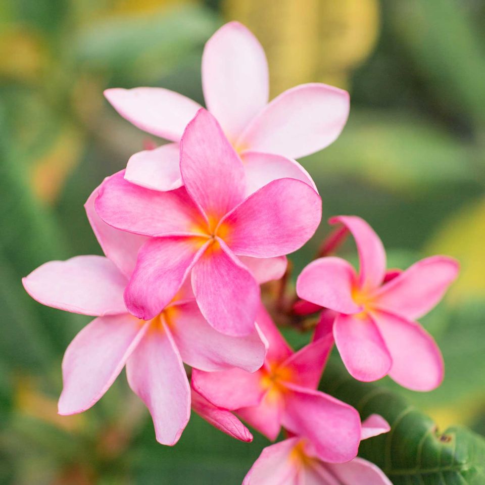 Frangipani flowers