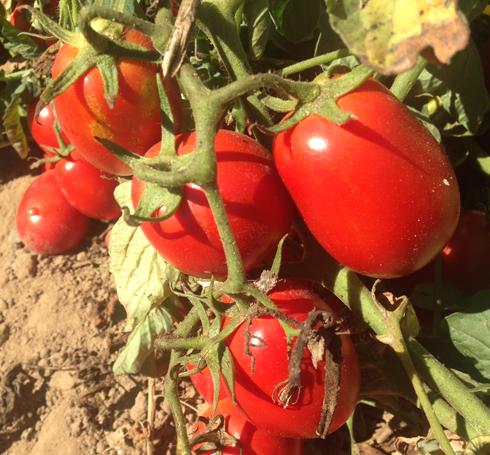 2ripe-tomatoes.jpg