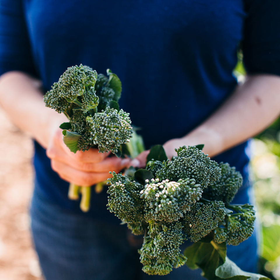 Tenderstem-Farm