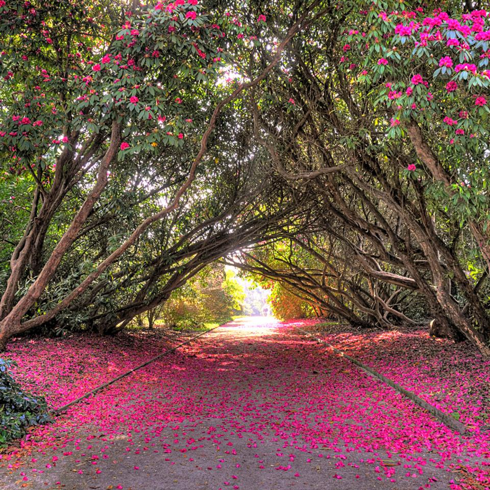 The gardens at Tregothnan