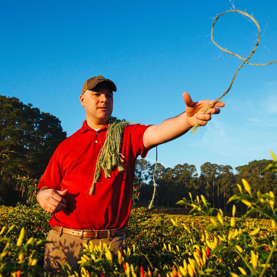 The senior manager of agriculture uses rope to identify the plants ready for harvesting