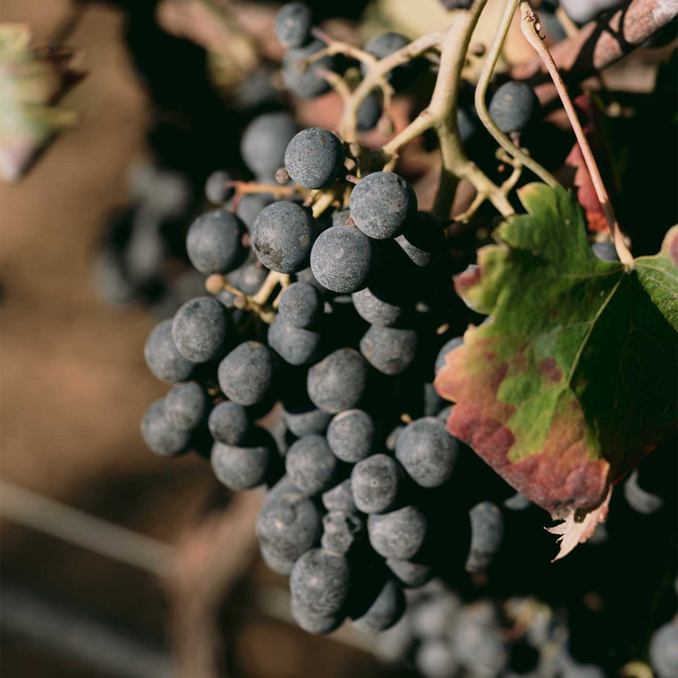 Wine grapes for the picking