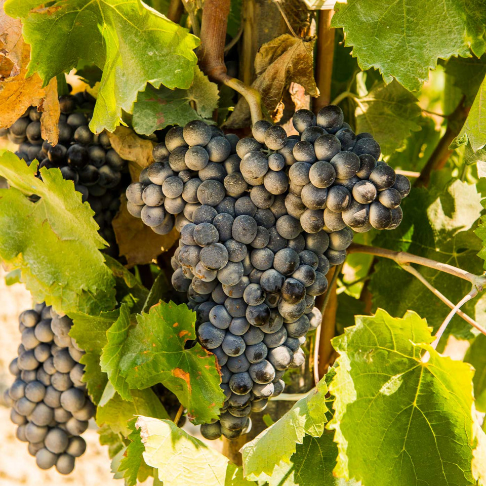 Sicilian grapes ripen in a balanced way. Credit: Giò Martorana