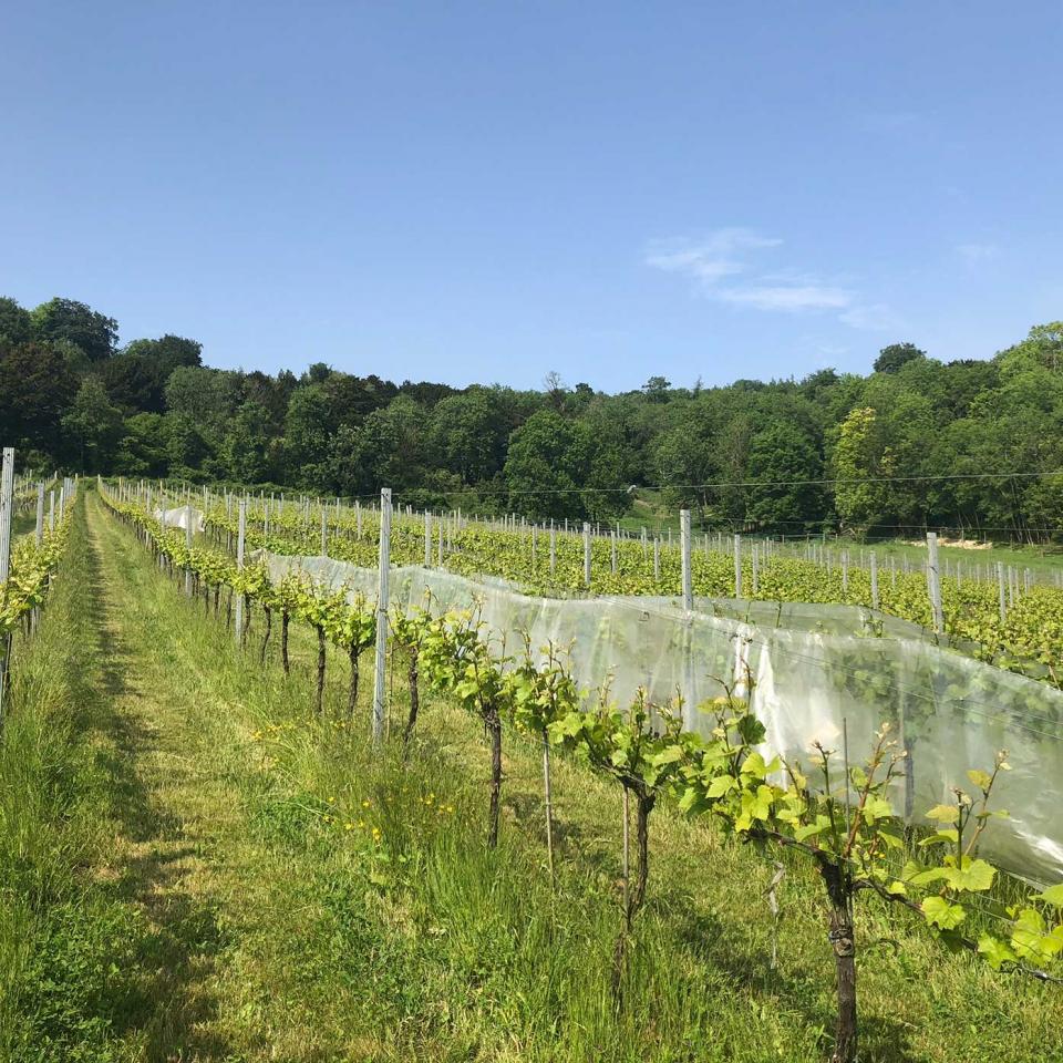 Vineyards at the Albury Estate