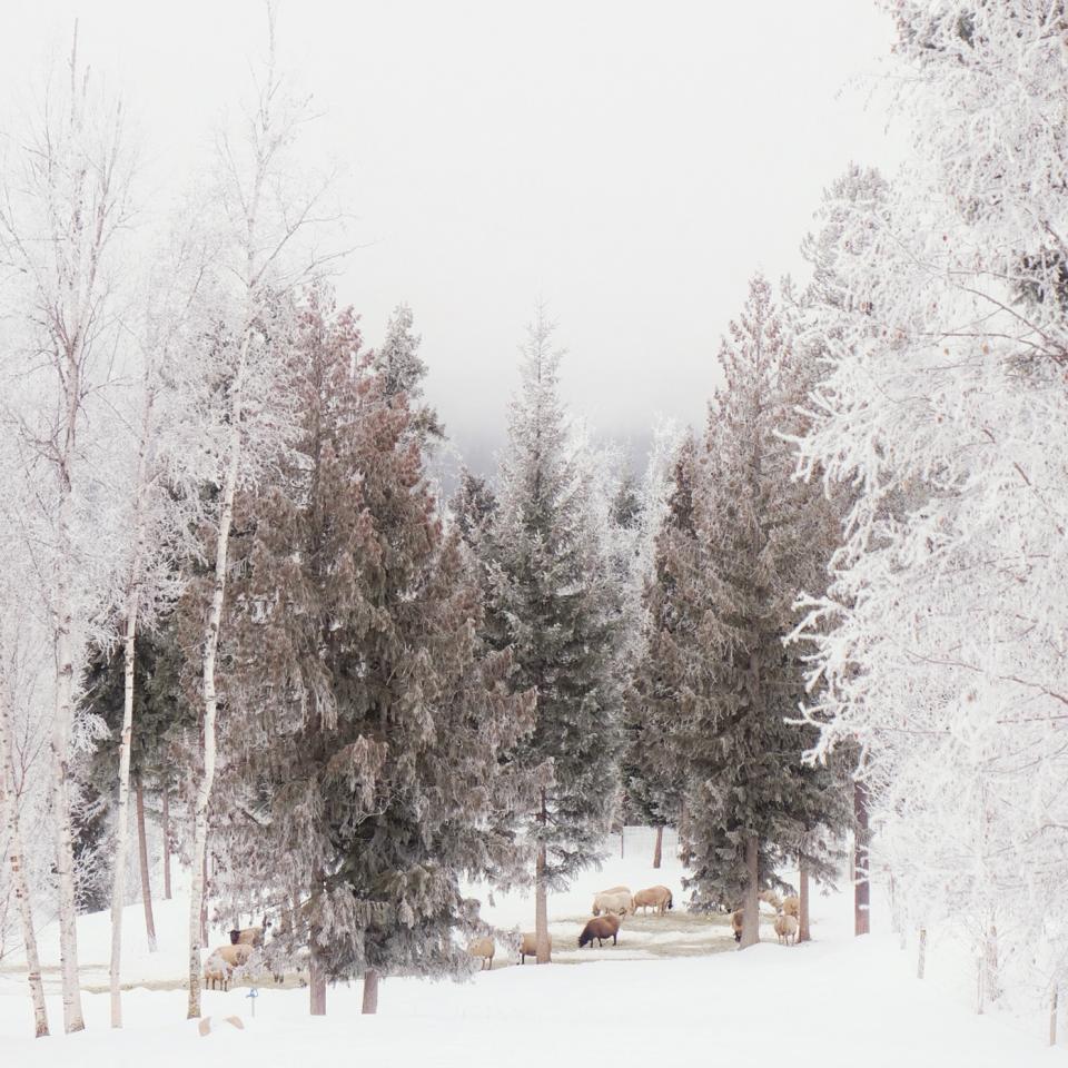 Snowy-sheep