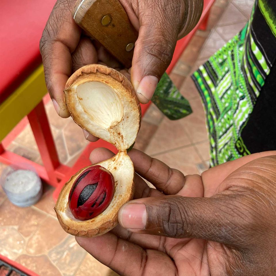 An opened nutmeg pod