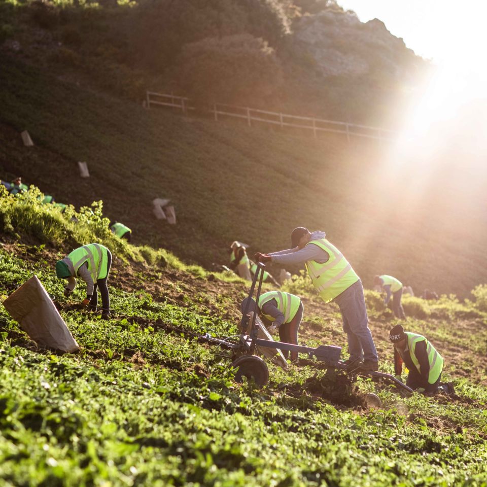 Jersey-Royals_farming