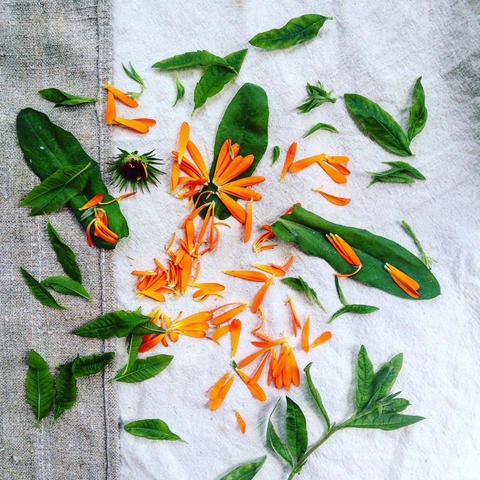 Garden-foraged lemon verbena and calendula detox tea
