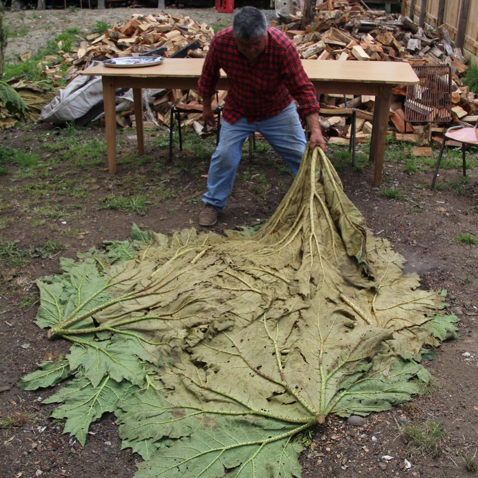 Dragging the nalca leaves