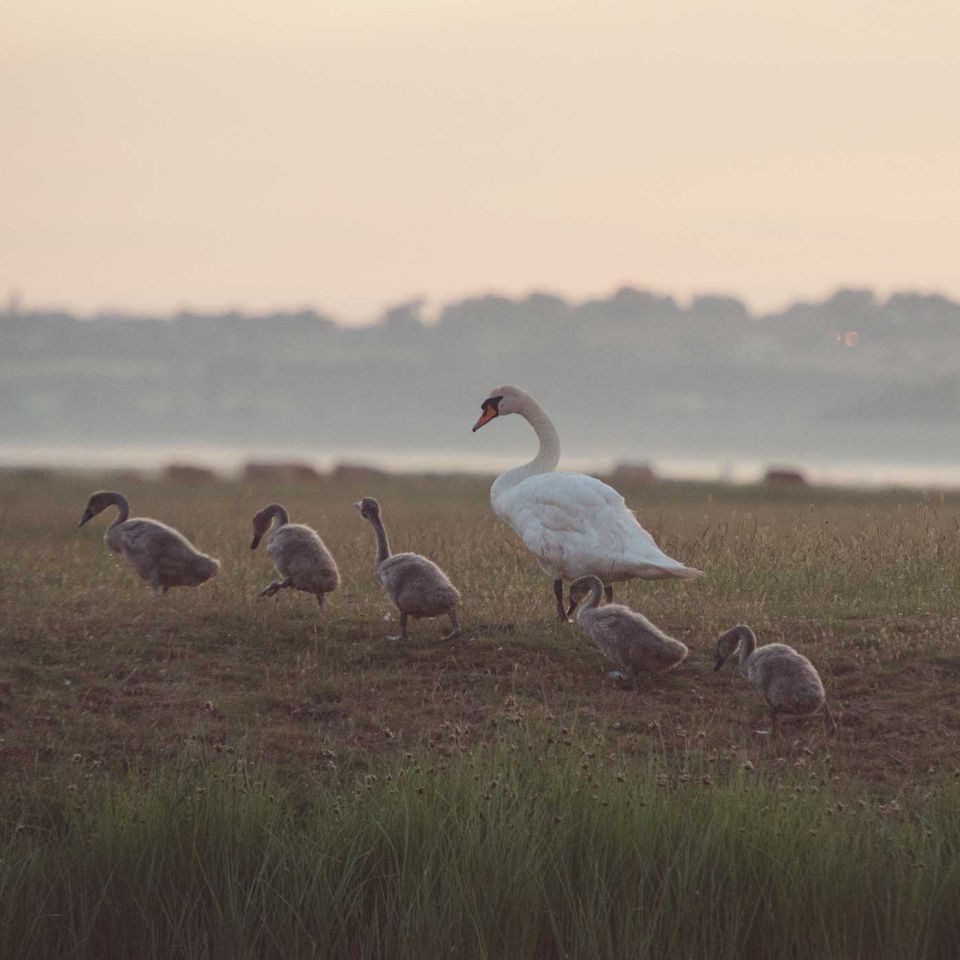 Spotting the locals. Image: Rebecca Douglas