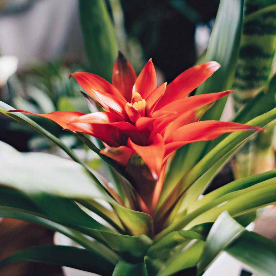 Bromeliad. Image: Getty Images